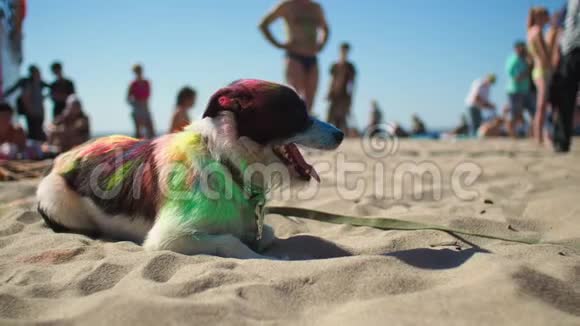 霍利节后狗躺在夏日海滩上视频的预览图