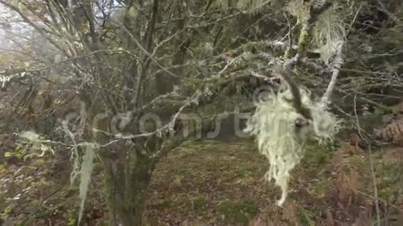 美丽的特写镜头地衣生长在一个精致的树枝上视频的预览图