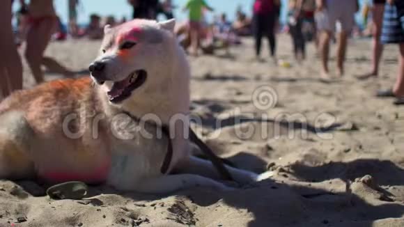在阳光明媚的海滩上躺着一条彩色颜料的疲惫的狗视频的预览图