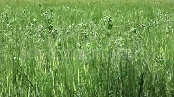 田野里盛开的菜豆开花的豆科植物豌豆的白色花朵青豆田里的嫩芽和鲜花视频的预览图
