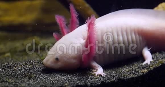 Axolotl墨西哥ambystoma实时视频的预览图