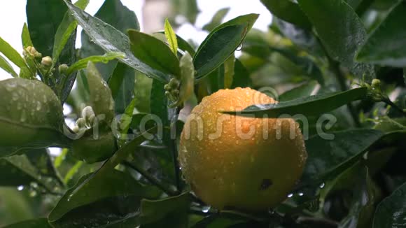 新鲜的橙色水果和开花的橙色树与落下的雨滴关闭视频的预览图