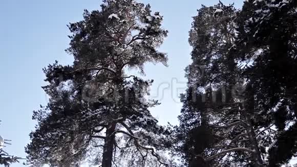 冬天的树木对抗冬天的天空冬天的大自然视频的预览图