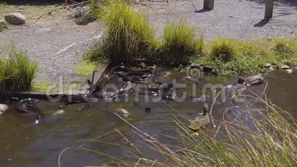 新西兰池塘中的长鳍鳗鱼慢运动视频的预览图