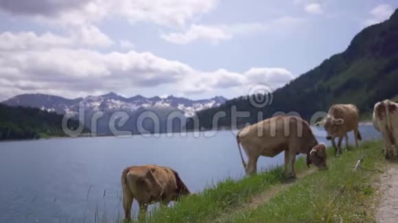 奶牛放牧新鲜的草视频的预览图