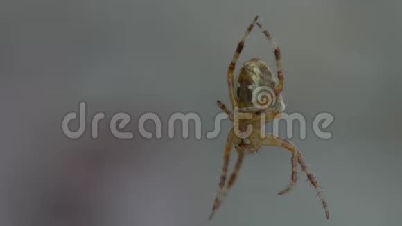 花园蜘蛛在网上视频的预览图
