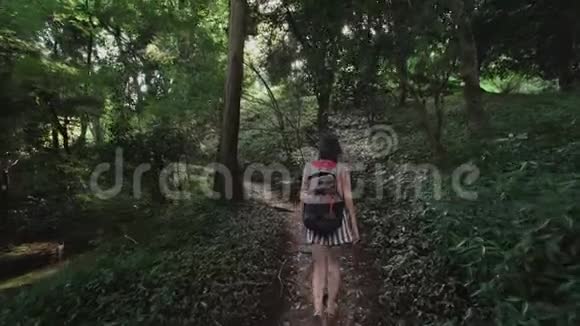 旅行的女孩带着袋子走在高大的树木灌木蕨类植物组成的山地雨林中视频的预览图