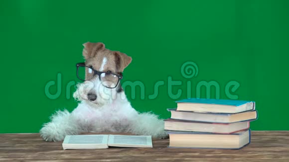 带眼镜的狐狸猎犬在看书在屏幕上视频的预览图