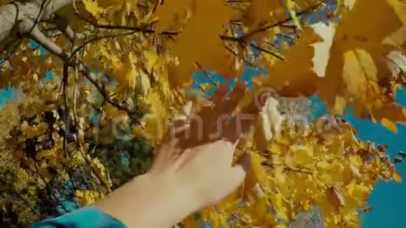 秋天的景象用手触摸秋黄的叶子用阳光越过模糊的背景观点POV慢动作视频的预览图