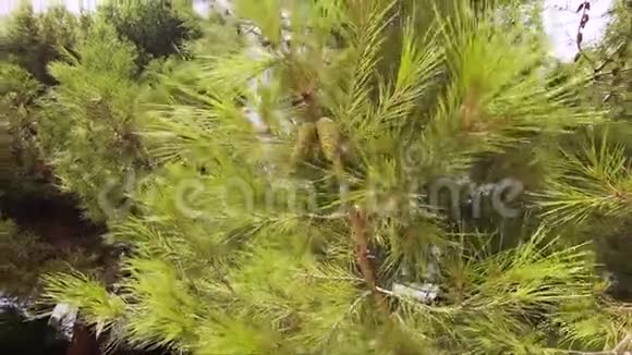森林里美丽的松树大绿树树树视频的预览图