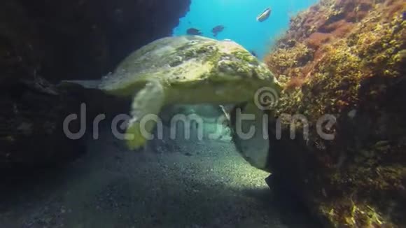 老青龟水下洞黄鱼派海龟游泳关闭视频的预览图