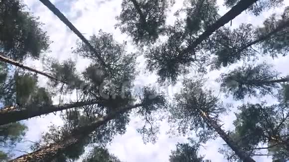 森林中松树背景下蓝色的天空视频的预览图