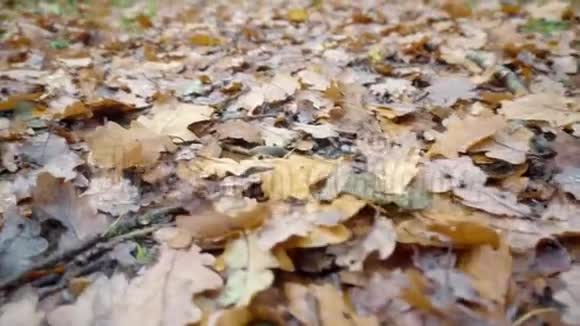 树林中的一条小路长满了秋叶视频的预览图