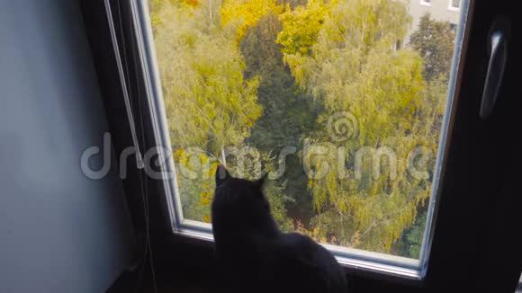 秋天黑可爱的猫从窗外看视频的预览图