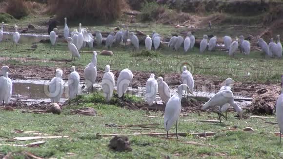 冈比亚湿地中的牛鹭视频的预览图