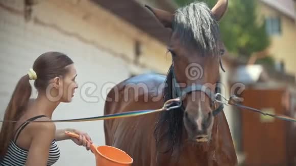 一位年轻的美女在马厩里用水清洗马动作缓慢视频的预览图
