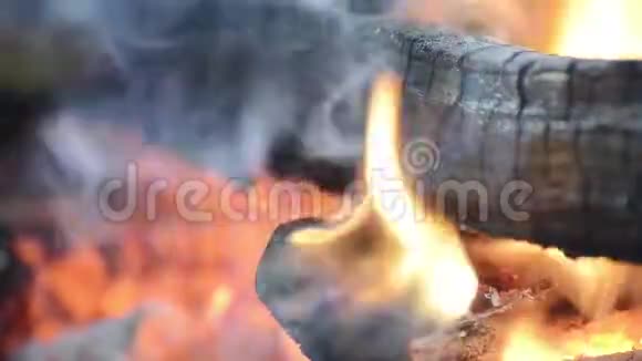 森林里的篝火很近视频的预览图