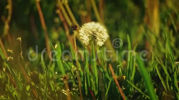 蒲公英火球在草地上孤独地移动视频的预览图