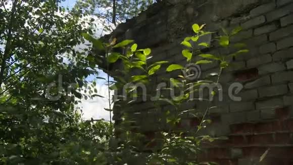 房屋的墙壁和树木被毁视频的预览图