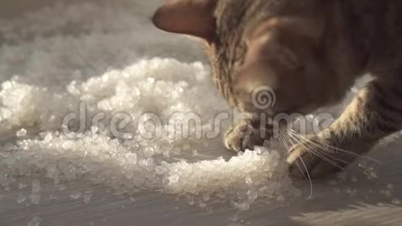 猫挖白色硅胶晶体猫厕所视频的预览图