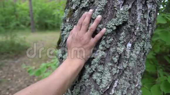 在森林里的桦树树干上靠在他的手上的特写镜头视频的预览图