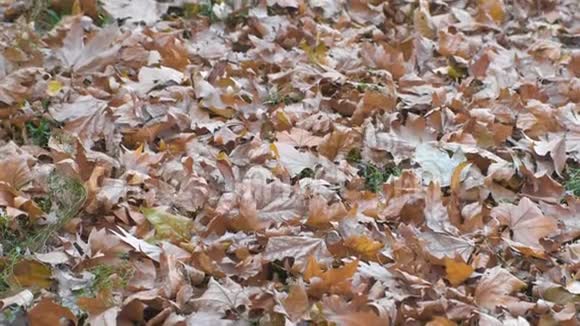美景干黄褐枫树秋叶覆地视频的预览图