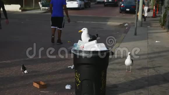 加利福尼亚威尼斯海滩的一个垃圾桶里的一只太平洋鸥清食薯条视频的预览图