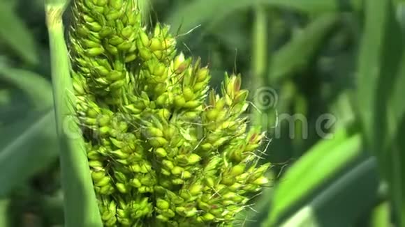高粱细节高粱双色生物在谷物作物领域谷物特写一种农业植物绿色生长为视频的预览图