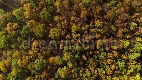 秋林鸟瞰野树景色视频的预览图