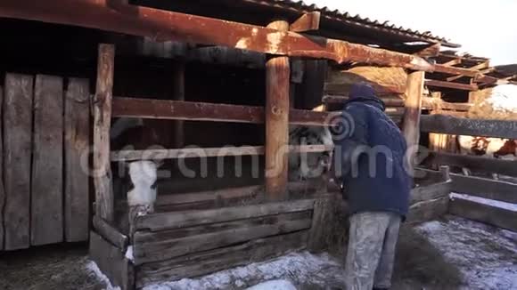 一个农民做家务牛村庄视频的预览图
