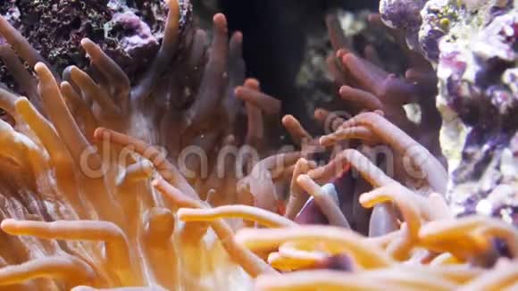 番茄小丑鱼和海葵视频的预览图