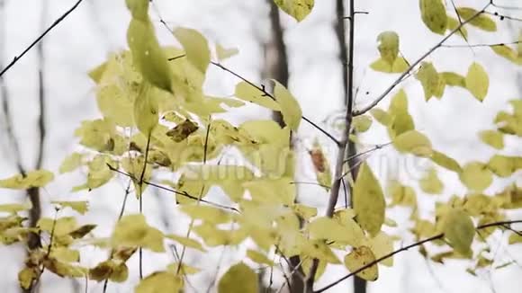 秋天在公园的树上褪色的叶子一个美丽的计划视频的预览图