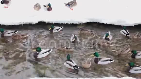 一群鸭子和鸭子在雪地里游泳视频的预览图