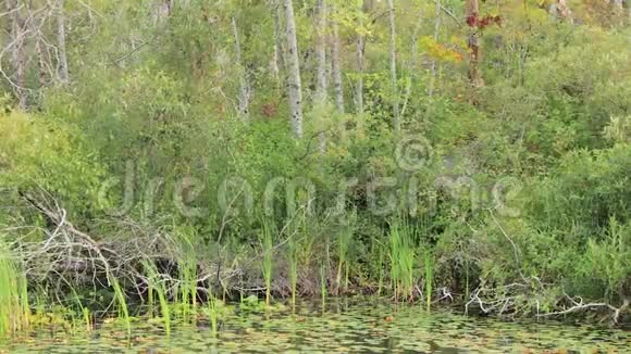 夏天树叶和树在湖面上刮风视频的预览图
