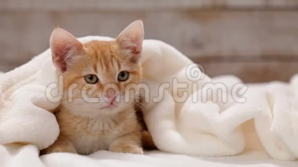 坐在白色毯子下的橙色小猫视频的预览图