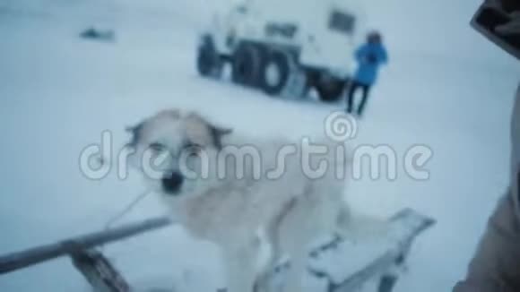 在北极冻土带和一只无家可归的狗玩耍的人视频的预览图