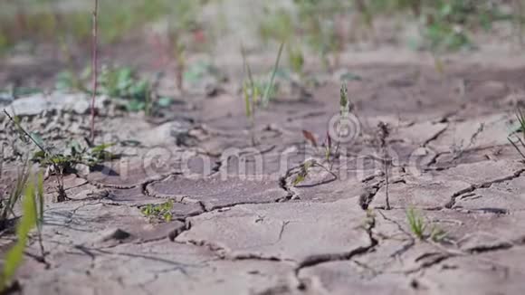 干燥的土地和小植物穿过肾脏视频的预览图