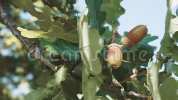 橡子挂在橡树上的绿叶背景上视频的预览图