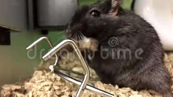 有趣的老鼠找食物吃视频的预览图