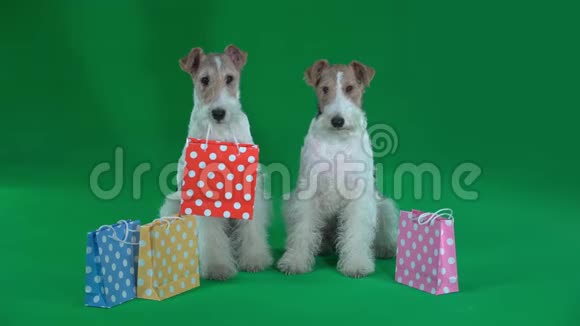 两只狐狸猎犬站在礼品袋附近绿色屏幕视频的预览图