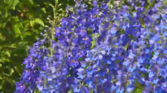 蓝色的花在风中飘动视频的预览图