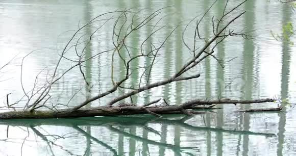 枯树树干卧水视频的预览图