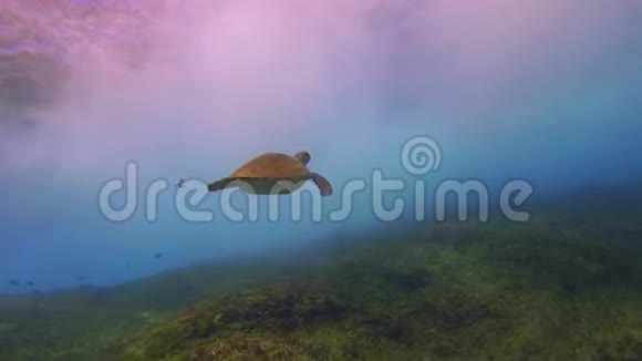 绿海龟游泳惊险的海浪和平静优雅的蓝色阳光海面视频的预览图