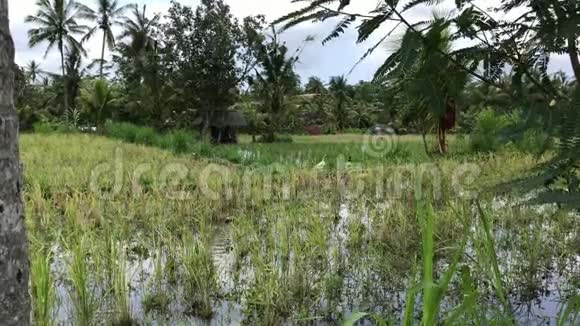 绿色稻田上有趣的鹅印度尼西亚巴厘热带岛屿4K镜头视频的预览图