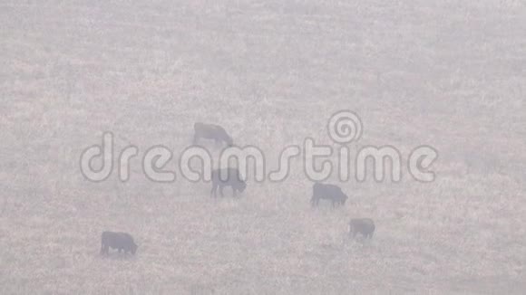 冬季的山地牧场和雾中的牧牛视频的预览图