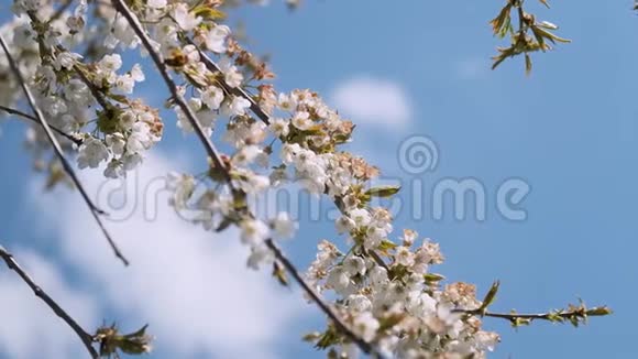 白色花瓣的树枝在风轻的春天视频背景中慢慢移动视频的预览图