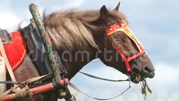 田野里的马乡村的马视频的预览图