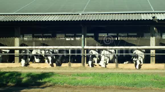奶牛在谷仓里喂奶奶牛吃优质的玉米青贮饲料牛舍是现代的不是砖砌的荷斯坦视频的预览图