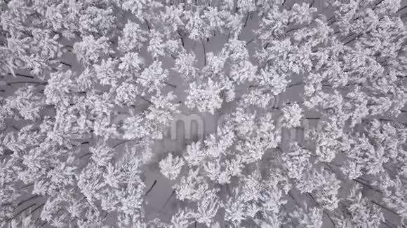 冬季景观松树覆盖着雪空中景观视频的预览图