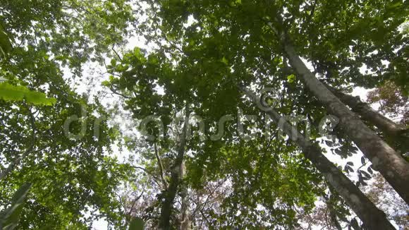 热带雨林树檐篷哥斯达黎加视频的预览图